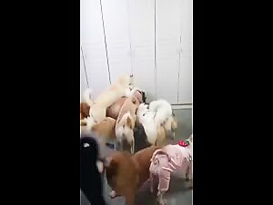 Scopri l'eccitazione selvaggia dei cani in questo pacchetto di video